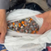 Homem é preso com 400 frascos de remédio para emagrecimento contrabandeados em rodovia de São Roque