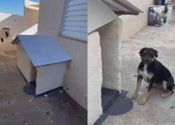 Vira-lata que ganhou ‘casa própria’ recebe lâmpada aquecedora para enfrentar o frio; veja cuidados com pets no inverno