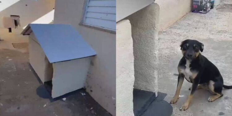 Vira-lata que ganhou ‘casa própria’ recebe lâmpada aquecedora para enfrentar o frio; veja cuidados com pets no inverno